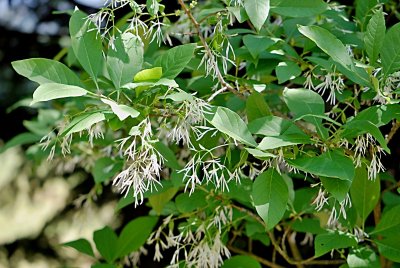 Chionanthus virginicus - bělas viržinský - květenství a listy